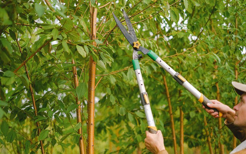 Tree trimming in De Peyster, NY