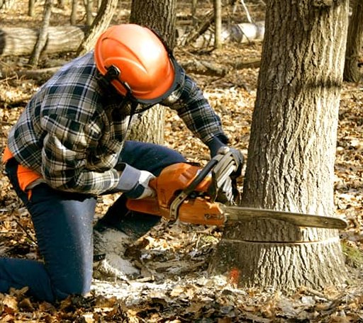 Tree Removal in De Peyster, NY